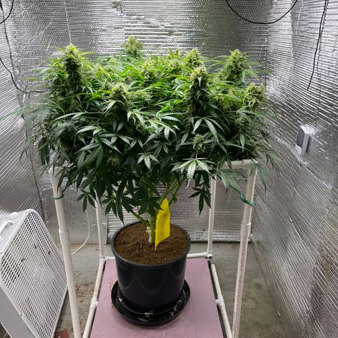Candy Cane growlog timeline photo