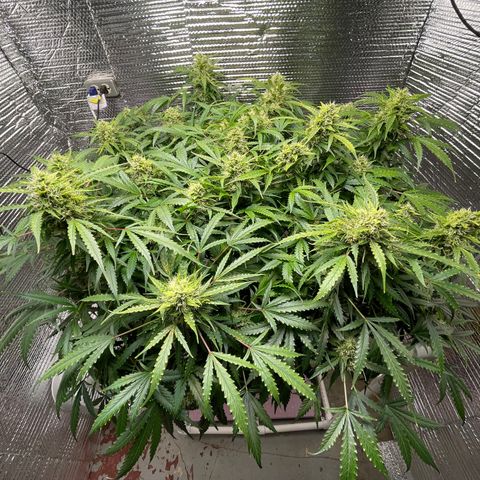 Candy Cane growlog timeline photo