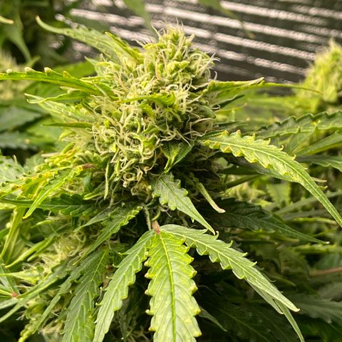 Candy Cane growlog timeline photo
