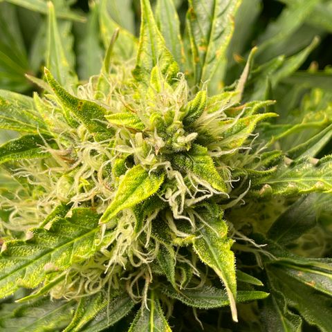 Candy Cane growlog timeline photo