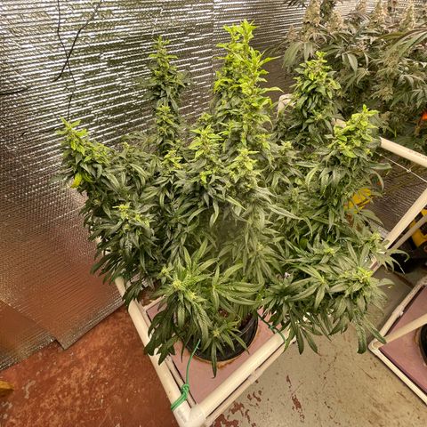 Lucyfur growlog timeline photo