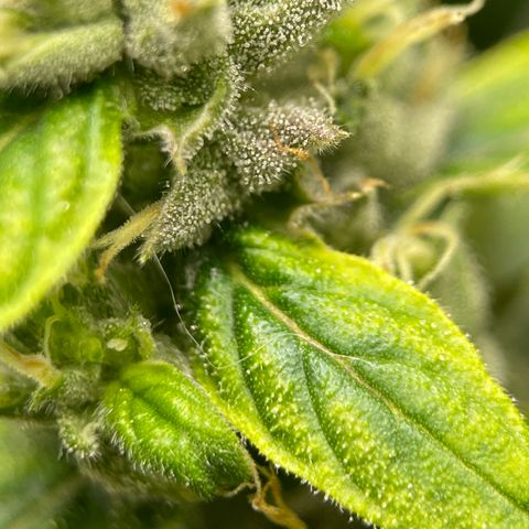 Lucyfur growlog timeline photo