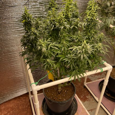 Lucyfur growlog timeline photo