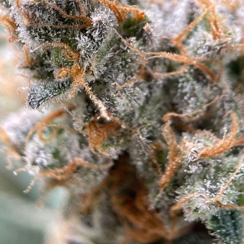GI Jane growlog timeline photo