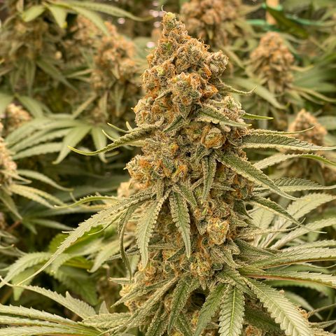 GI Jane growlog timeline photo