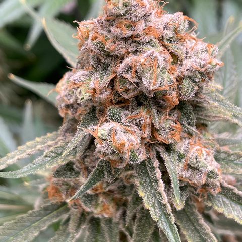 GI Jane growlog timeline photo