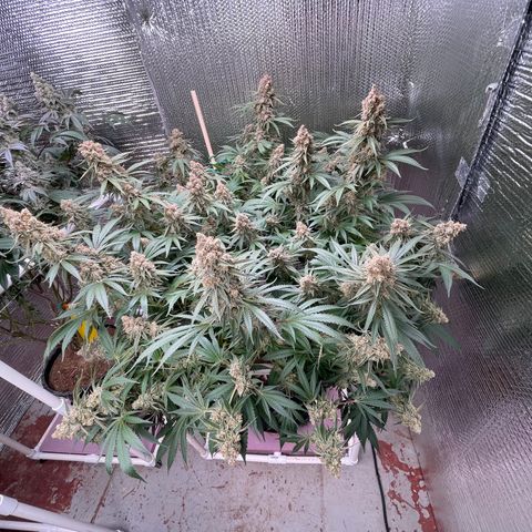 GI Jane growlog timeline photo