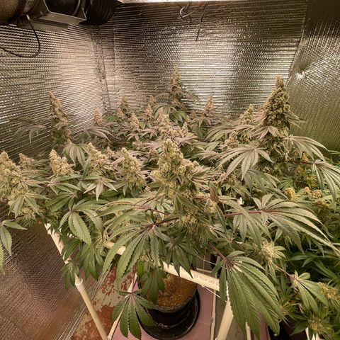Princess Grodd growlog timeline photo