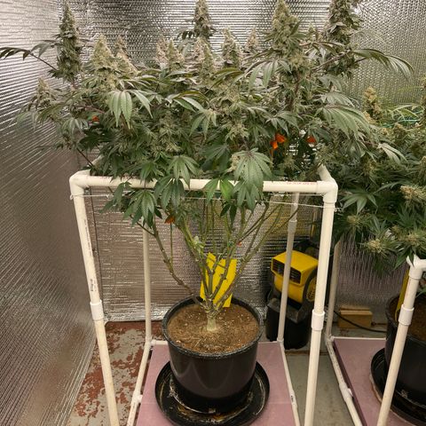 Princess Grodd growlog timeline photo
