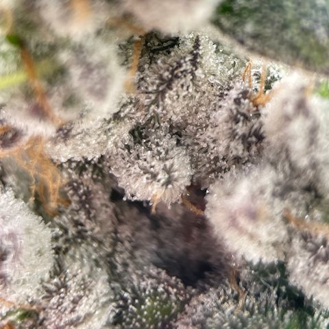 Princess Grodd growlog timeline photo