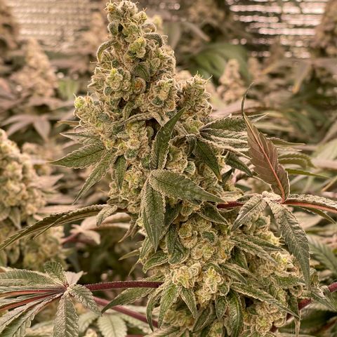 Princess Grodd growlog timeline photo