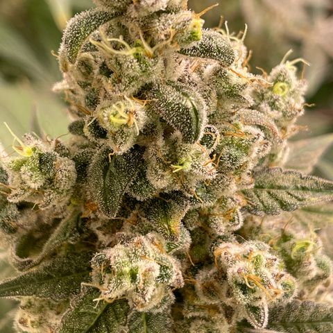 Princess Grodd growlog timeline photo