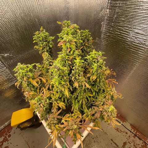 Lucyfur growlog timeline photo