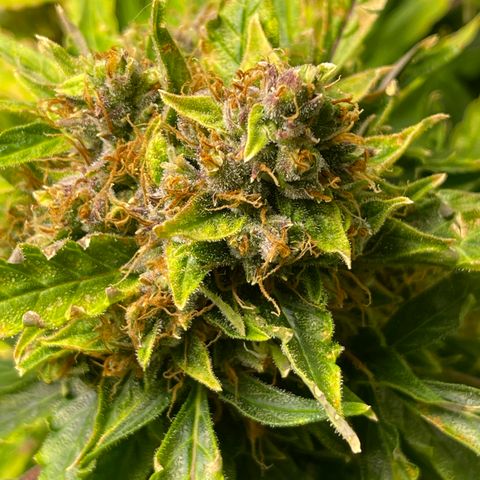 Candy Cane growlog timeline photo