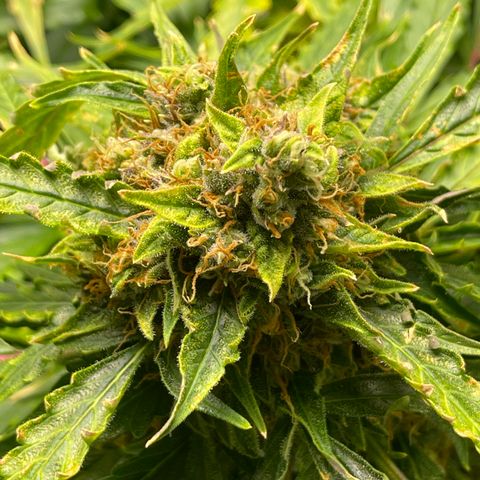 Candy Cane growlog timeline photo