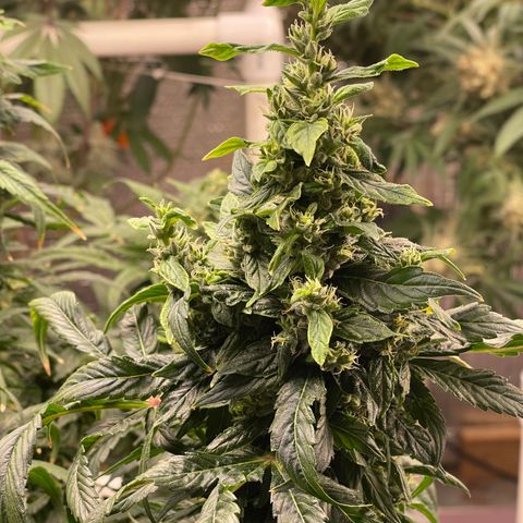 Lucyfur growlog timeline photo