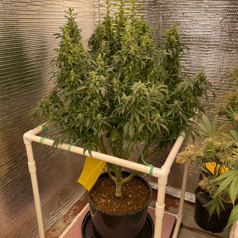 Lucyfur growlog timeline photo