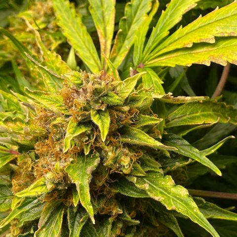 Candy Cane growlog timeline photo