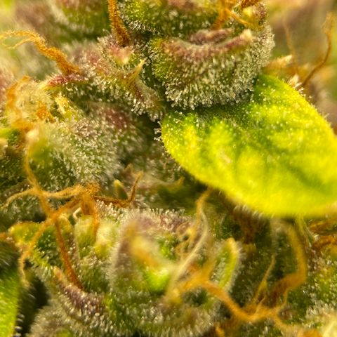 Candy Cane growlog timeline photo