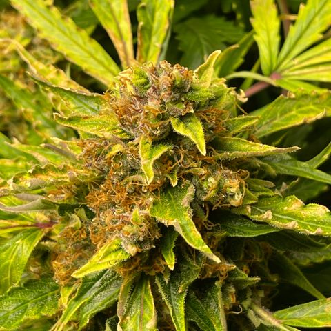 Candy Cane growlog timeline photo