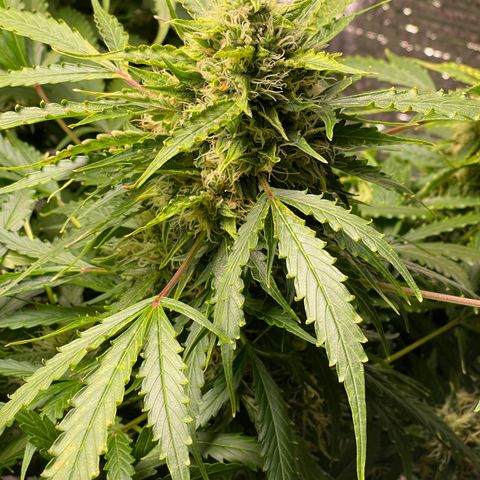 Candy Cane growlog timeline photo