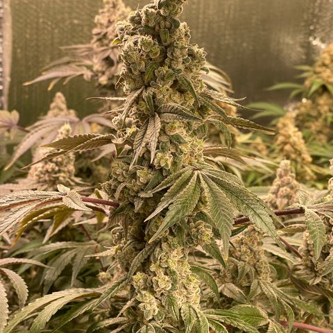 Princess Grodd growlog timeline photo