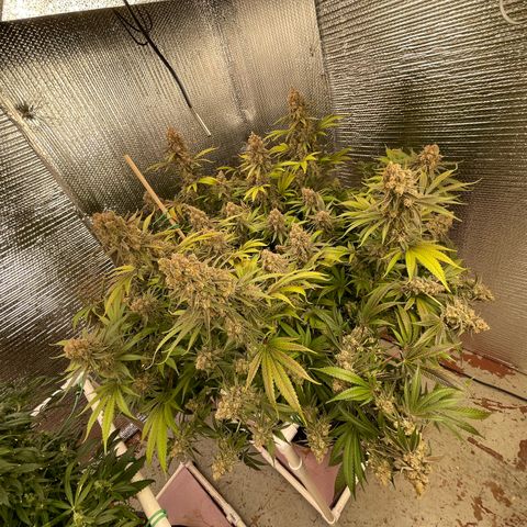 GI Jane growlog timeline photo
