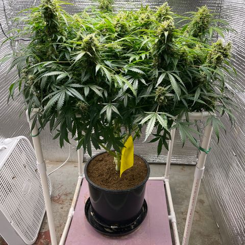 Candy Cane growlog timeline photo