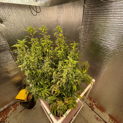 Lucyfur growlog timeline photo