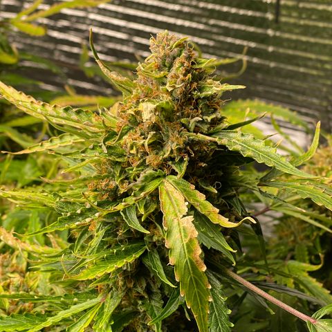 Candy Cane growlog timeline photo