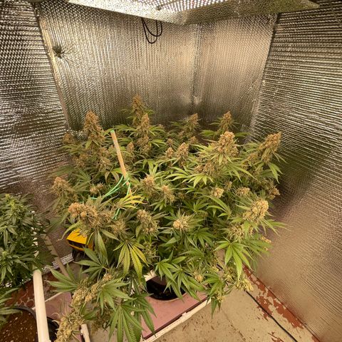 GI Jane growlog timeline photo