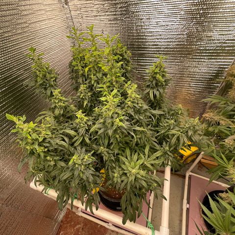 Lucyfur growlog timeline photo