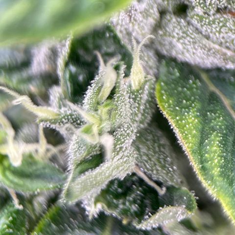 Lucyfur growlog timeline photo