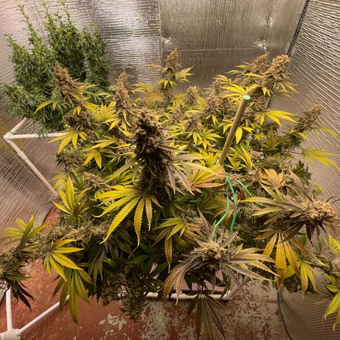 GI Jane growlog timeline photo