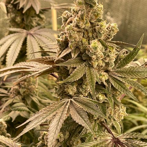 Princess Grodd growlog timeline photo
