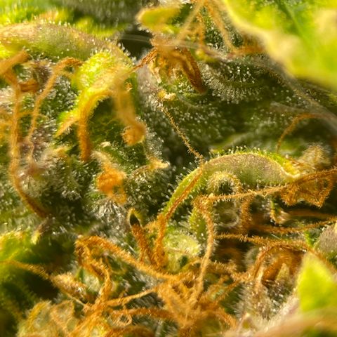 Candy Cane growlog timeline photo