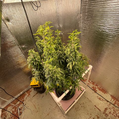 Lucyfur growlog timeline photo
