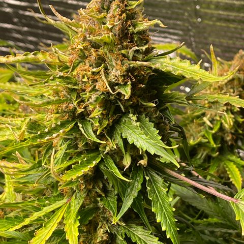 Candy Cane growlog timeline photo
