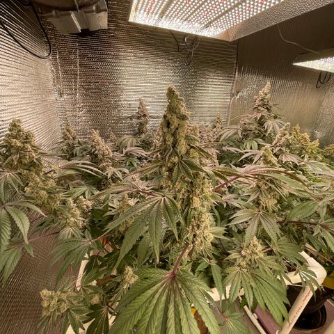 Princess Grodd growlog timeline photo