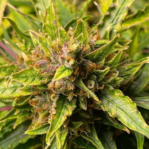 Candy Cane growlog timeline photo