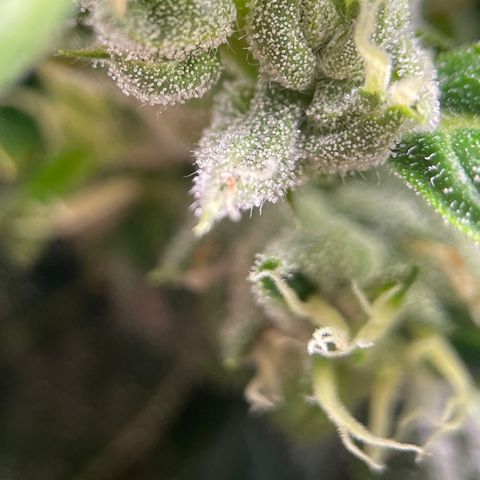 Lucyfur growlog timeline photo