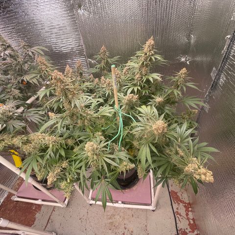 GI Jane growlog timeline photo