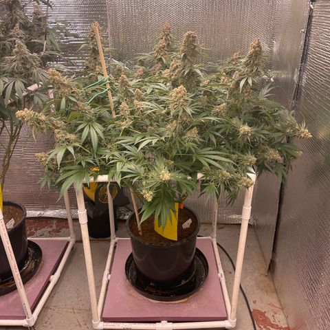 GI Jane growlog timeline photo