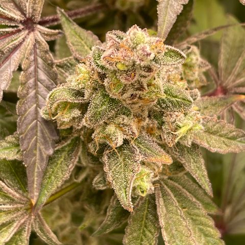 Princess Grodd growlog timeline photo
