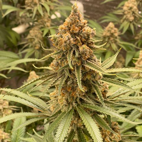GI Jane growlog timeline photo