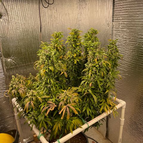 Lucyfur growlog timeline photo