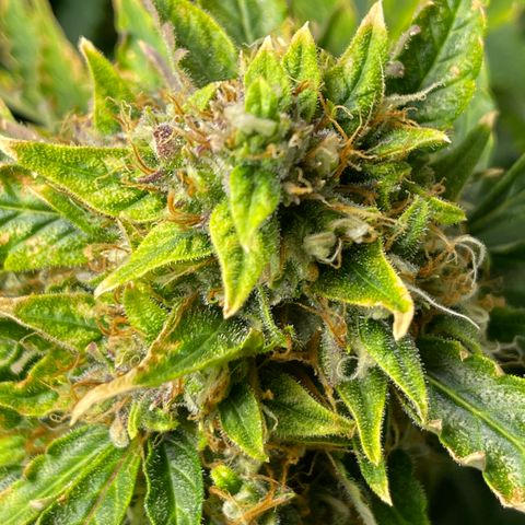 Candy Cane growlog timeline photo