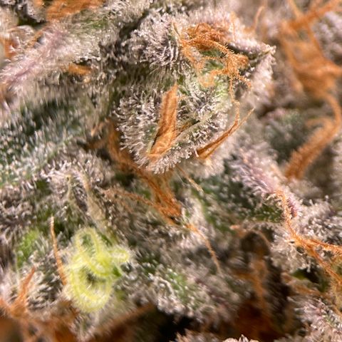GI Jane growlog timeline photo