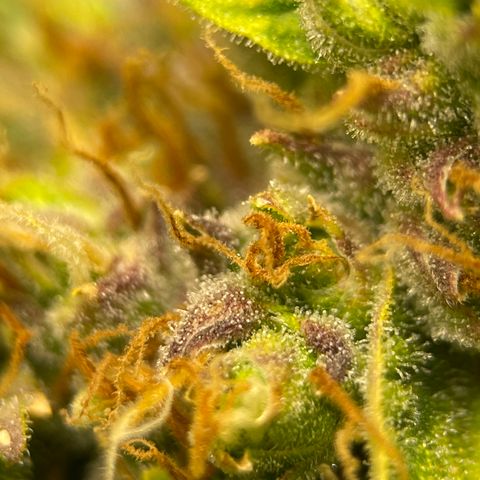 Candy Cane growlog timeline photo