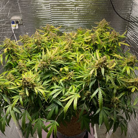 Candy Cane growlog timeline photo